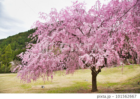 満開のしだれ桜が咲く竹田の里 満開のしだれ桜が咲く竹田の里 101562667