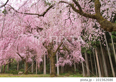 満開のしだれ桜が咲く竹田の里 101562686