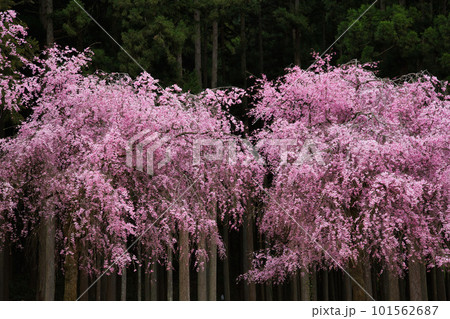 満開のしだれ桜が咲く竹田の里 101562687