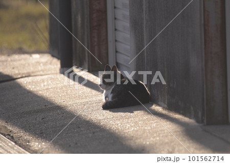 寝てる野良猫のいる風景 101562714