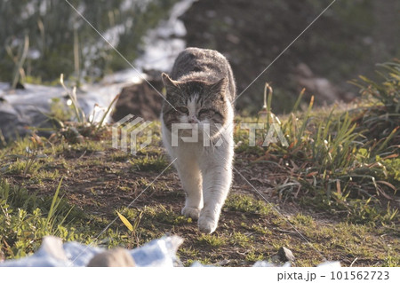 歩く野良猫 101562723
