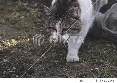 見つける野良猫 101562724