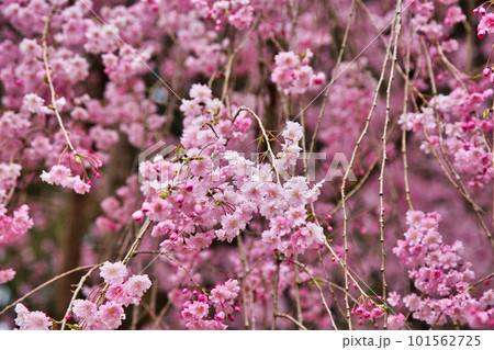 満開のしだれ桜が咲く竹田の里 101562725