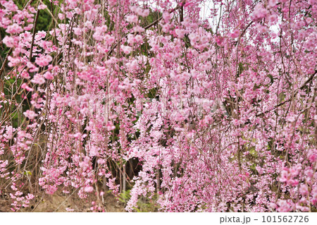 満開のしだれ桜が咲く竹田の里 満開のしだれ桜が咲く竹田の里 101562726