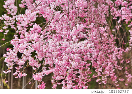満開のしだれ桜が咲く竹田の里 101562727