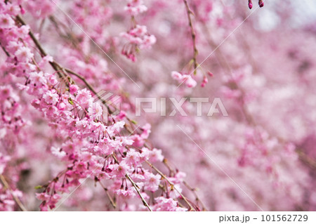 満開のしだれ桜が咲く竹田の里 101562729