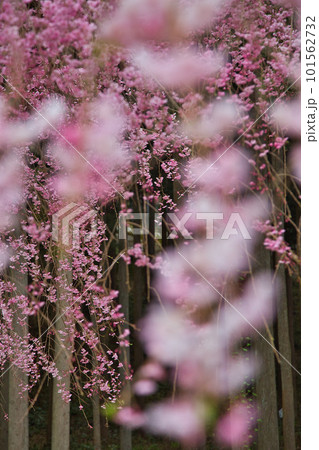 満開のしだれ桜が咲く竹田の里 満開のしだれ桜が咲く竹田の里 101562732