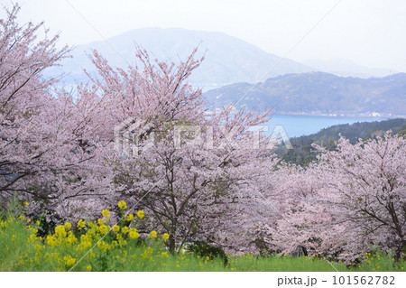 加茂ゆらりんこ橋の桜 101562782