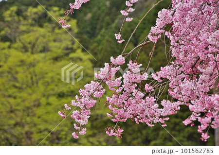 満開のしだれ桜が咲く竹田の里 満開のしだれ桜が咲く竹田の里 101562785