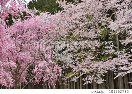 満開のしだれ桜が咲く竹田の里 101562786