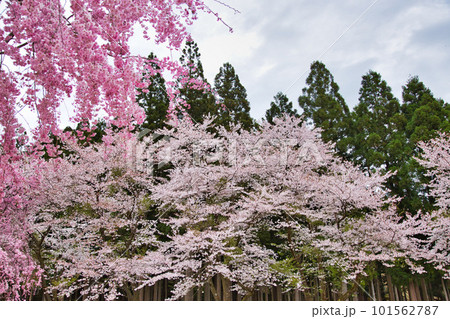 満開のしだれ桜が咲く竹田の里 満開のしだれ桜が咲く竹田の里 101562787