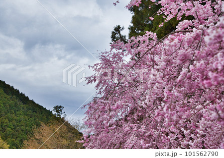 満開のしだれ桜が咲く竹田の里 満開のしだれ桜が咲く竹田の里 101562790