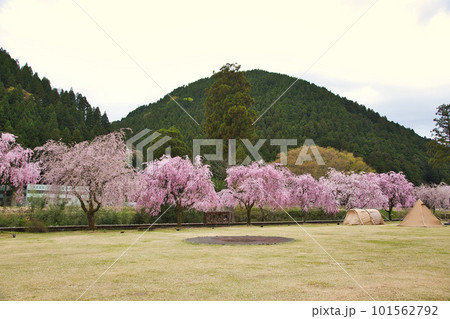 満開のしだれ桜が咲く竹田の里 101562792