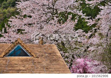 満開のしだれ桜が咲く竹田の里 101562906