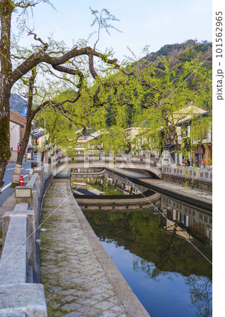 早朝の城崎温泉の町並み　風情ある枝垂れ柳 101562965