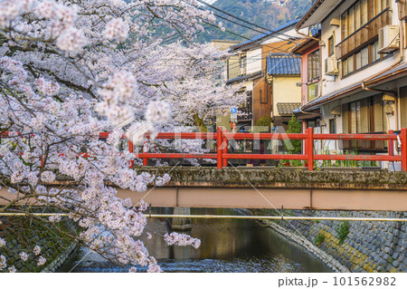 早朝の城崎温泉　木屋町通り周辺　満開の桜 101562982
