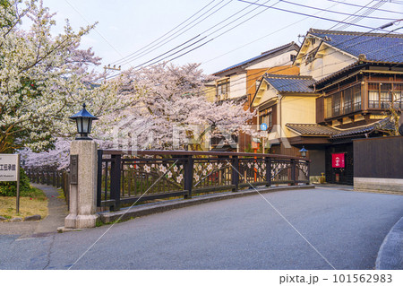 早朝の城崎温泉 木屋町通り周辺 桜橋 満開の桜 早朝の城崎温泉 木屋町通り周辺 桜橋 満開の桜 101562983