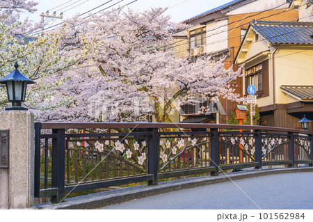 早朝の城崎温泉　木屋町通り周辺　桜橋　満開の桜 101562984