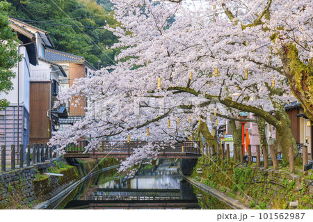 早朝の城崎温泉　木屋町通り周辺　桜橋から見る満開の桜 101562987