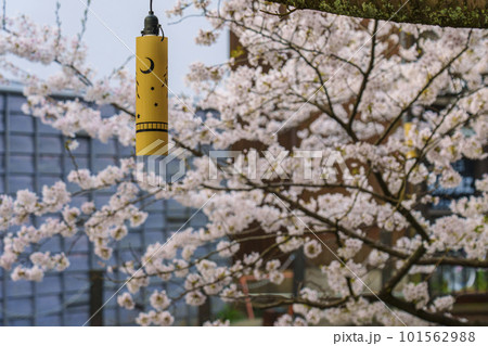 早朝の城崎温泉 木屋町通り周辺 満開の桜 早朝の城崎温泉 木屋町通り周辺 満開の桜 101562988