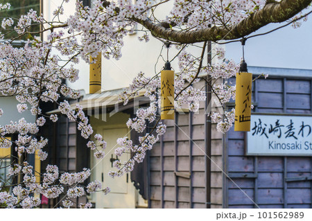 早朝の城崎温泉　城崎麦わら細工伝承館周辺　満開の桜 101562989