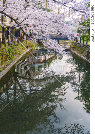 早朝の城崎温泉　木屋町通り周辺　水面に映る満開の桜 101562990