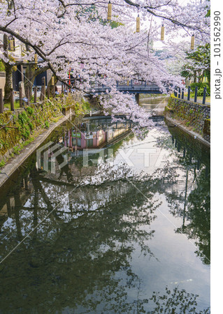 早朝の城崎温泉 木屋町通り周辺 水面に映る満開の桜 早朝の城崎温泉 木屋町通り周辺 水面に映る満開の桜 101562990