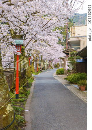 早朝の城崎温泉　木屋町通り周辺　満開の桜並木 101562991