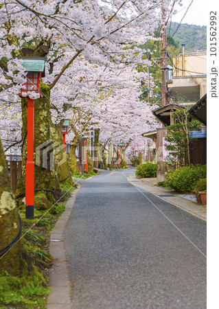 早朝の城崎温泉　木屋町通り周辺　満開の桜並木 101562992