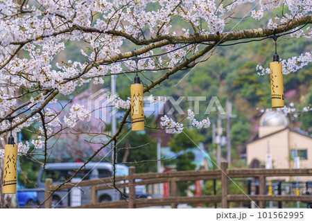 早朝の城崎温泉　木屋町通り周辺　満開の桜並木 101562995