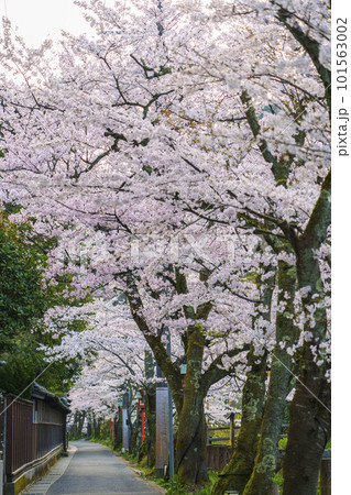 早朝の城崎温泉　木屋町通り周辺　満開の桜並木 101563002