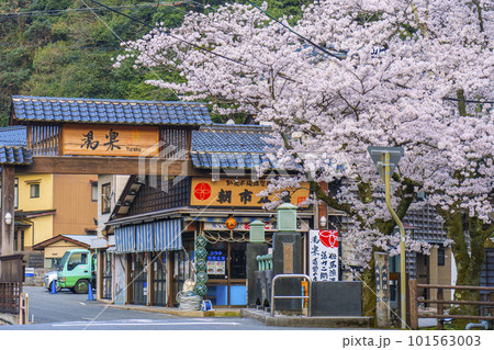 早朝の城崎温泉　月見橋周辺　満開の桜並木 101563003