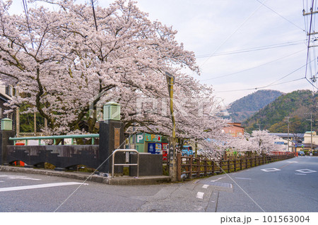 早朝の城崎温泉　月見橋周辺　満開の桜並木 101563004