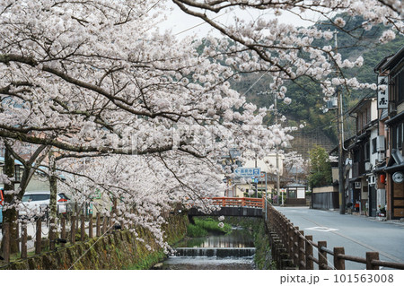 早朝の城崎温泉　月見橋周辺　満開の桜並木 101563008