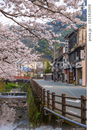早朝の城崎温泉 月見橋周辺 満開の桜並木 早朝の城崎温泉 月見橋周辺 満開の桜並木 101563009