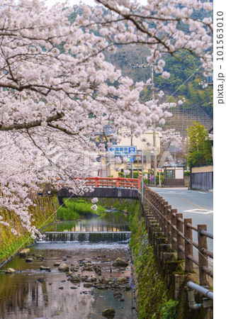 早朝の城崎温泉　月見橋周辺　満開の桜並木 101563010
