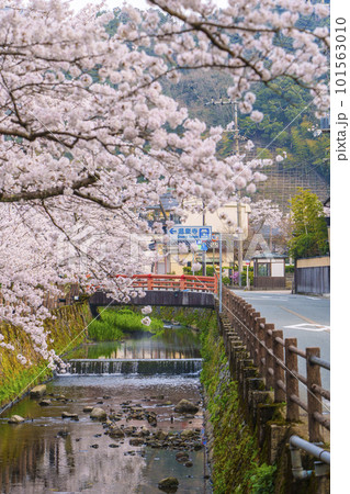 早朝の城崎温泉 月見橋周辺 満開の桜並木 早朝の城崎温泉 月見橋周辺 満開の桜並木 101563010