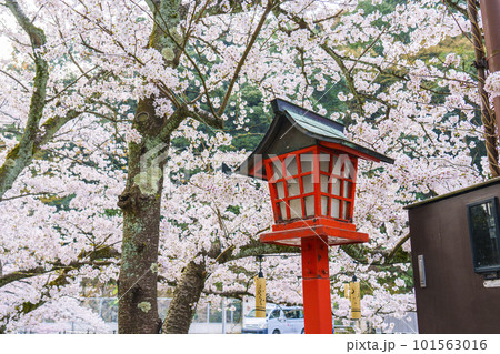早朝の城崎温泉　満開の桜と木燈籠 101563016