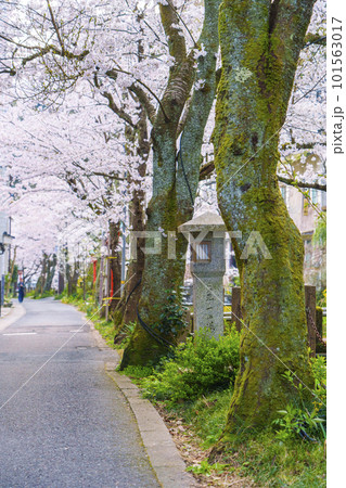 早朝の城崎温泉　木屋町通り周辺　満開の桜並木 101563017