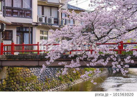 早朝の城崎温泉 木屋町通り周辺 満開の桜並木 早朝の城崎温泉 木屋町通り周辺 満開の桜並木 101563020