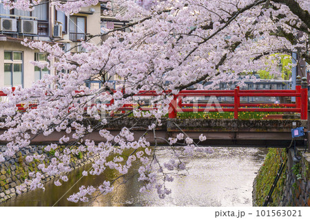早朝の城崎温泉　木屋町通り周辺　満開の桜並木 101563021