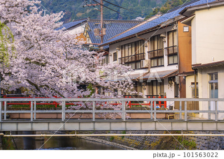 早朝の城崎温泉 木屋町通り周辺 満開の桜並木 早朝の城崎温泉 木屋町通り周辺 満開の桜並木 101563022