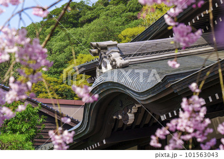 城崎温泉外湯巡り　枝垂れ桜と御所の湯 101563043