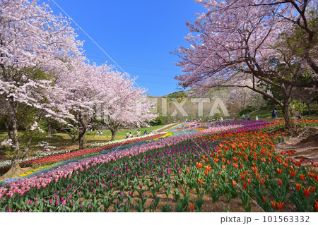 火の山公園トルコチューリップ園の桜 101563332