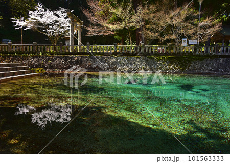 一本桜と青い池 山口県 別府弁天池 一本桜と青い池 山口県 別府弁天池 101563333