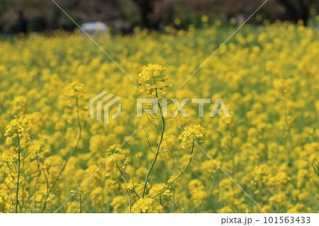 一面に広がる菜の花 春の光に輝く菜の花 一面に広がる菜の花 春の光に輝く菜の花 101563433