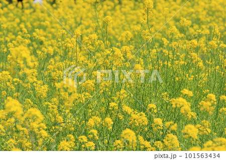 一面に広がる菜の花 春の光に輝く菜の花 一面に広がる菜の花 春の光に輝く菜の花 101563434