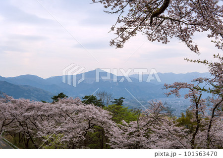 サクラの間から武甲山が見える美の山公園の春/埼玉県秩父市・4月 サクラの間から武甲山が見える美の山公園の春/埼玉県秩父市・4月 101563470