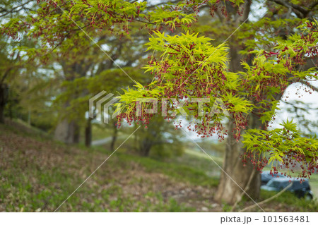 花が垂れ下がったモミジ【美の山公園】埼玉県秩父市・4月 花が垂れ下がったモミジ【美の山公園】埼玉県秩父市・4月 101563481