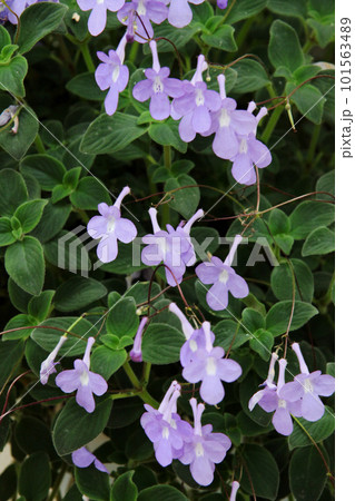 ストレプトカーパス 101563489